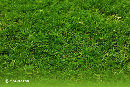 5 Types of Lawn Grass in Australia & How to Mow Them