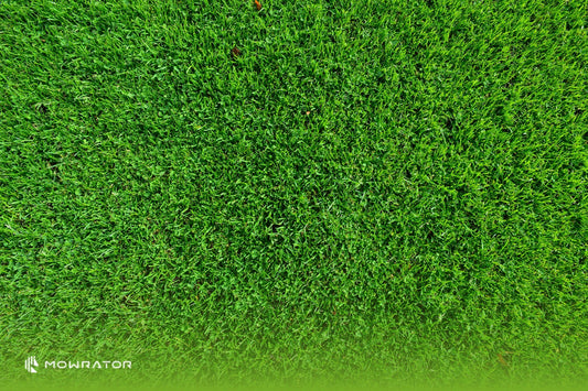 When to Mow New Buffalo Turf