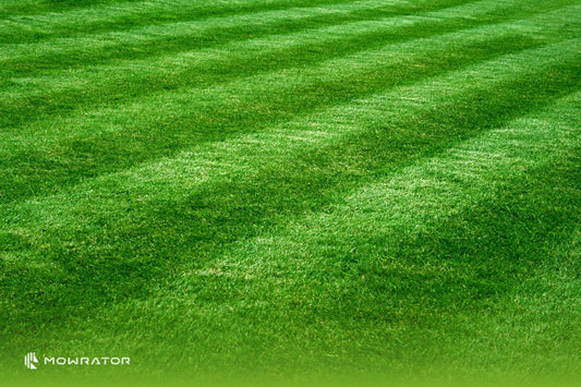 When to Scarify your Lawn in Australia | Scarify Lawn Maintenance