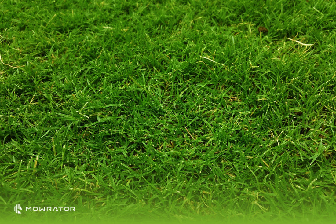 5 Types of Lawn Grass in Australia & How to Mow Them