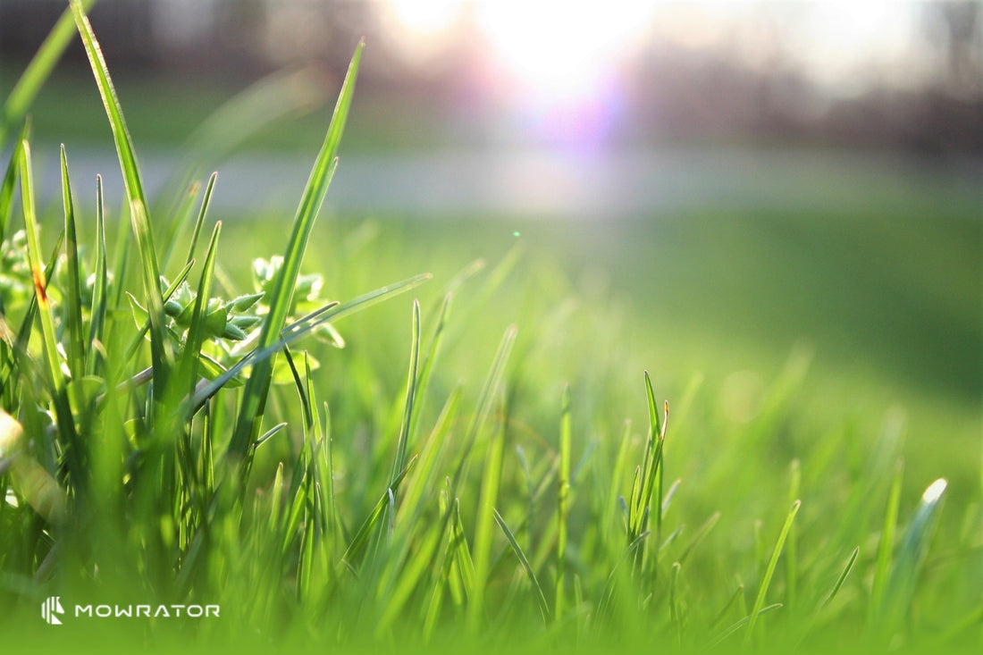 Should You Water Your Lawn After Mowing?